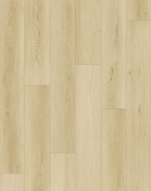 American Maple