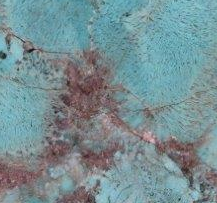 2cm Amazonite - Premium