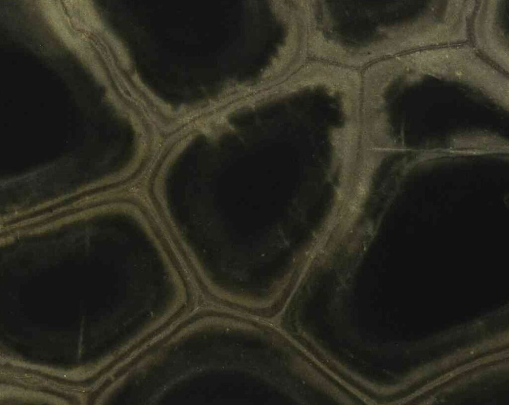 3cm Tortuga - Premium