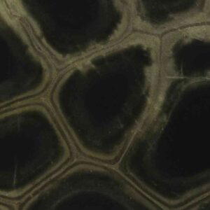 3cm Tortuga - Premium