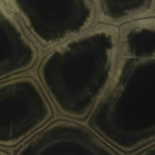 3cm Tortuga - Premium